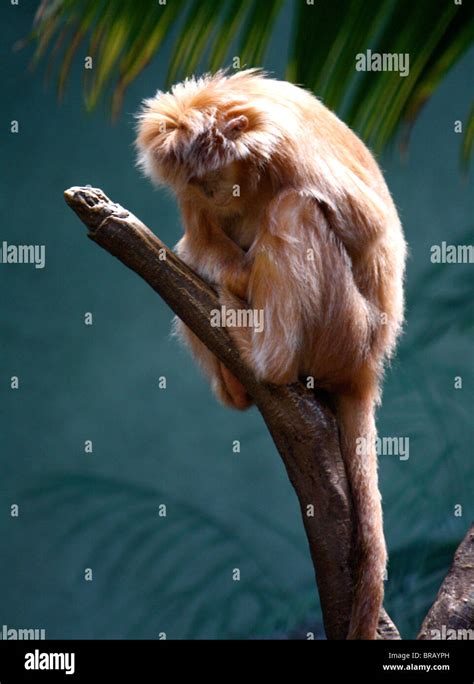 small red long haired monkey sleeping   tree branch stock photo