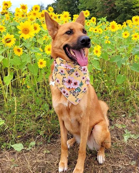 German Shepherd Mixes: 40 Gorgeous GSD Crossbreeds!