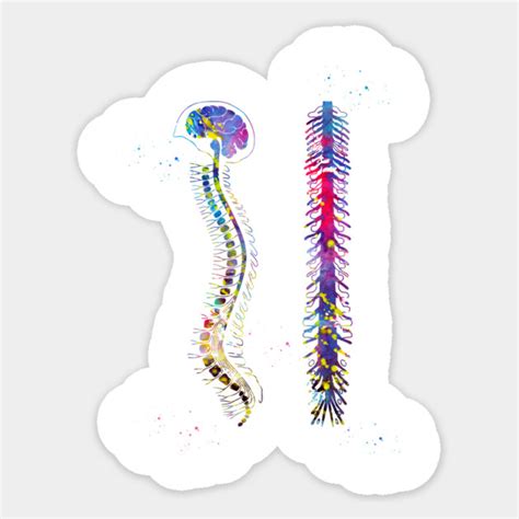 brain  spinal cord brain sticker teepublic