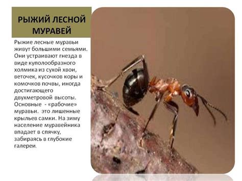 Муравьи. Виды муравьёв - презентация онлайн