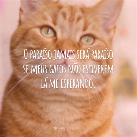 60 Frases Sobre Gatos Para Demonstrar Afeto Pelos Felinos [fofas ]