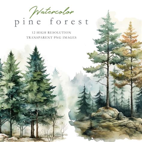 Pine Forest Clipart Conifer Clipart Watercolor Forest Pine Tree