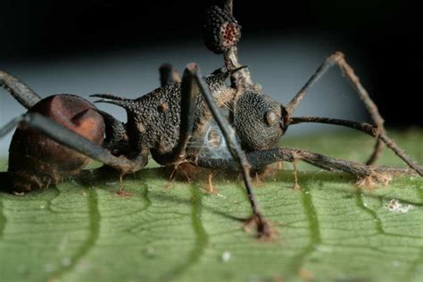 Ant Zombie Tale: Mind-Controlling Fungus Loses to Lethal Foe | Live Science