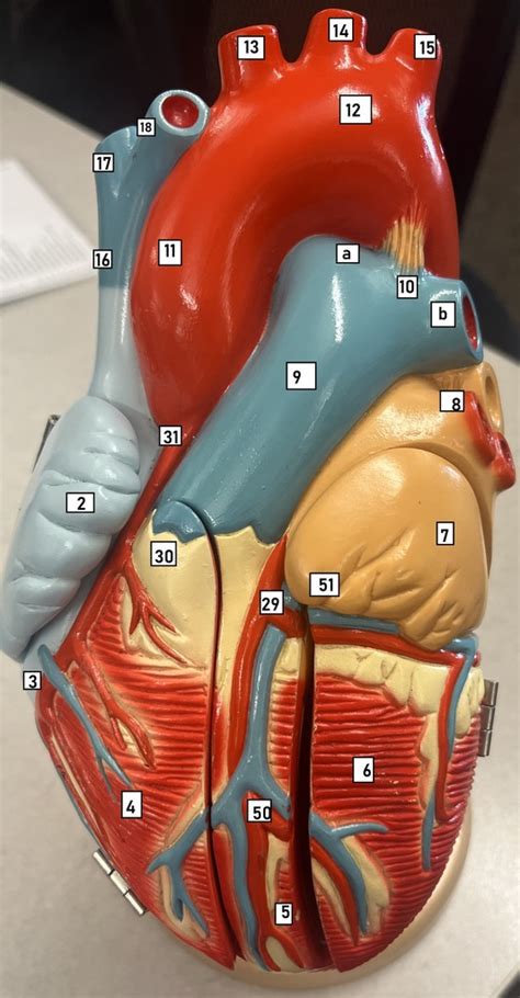 Heart Model Diagram Diagram Quizlet