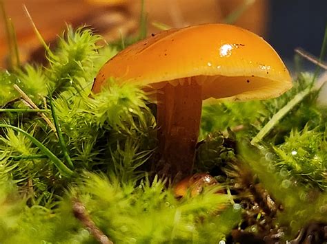 fungi photography kids greening taupo learning  nature