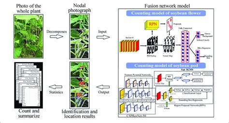 flowchart   fusion model  scientific diagram