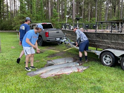 East Texans Catch Three Large Alligator Gar At Sam Rayburn Reservoir