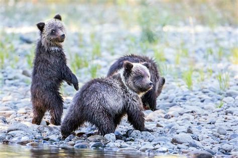 Grizzly Bear Hunting in B.C. | The Narwhal