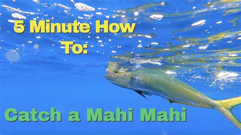 How To Catch Mahi Mahi Youtube