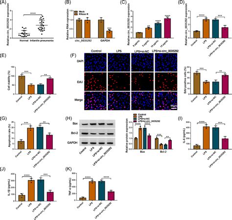 Silencing Of Circ 0035292 Promoted Cell Proliferation And Repressed