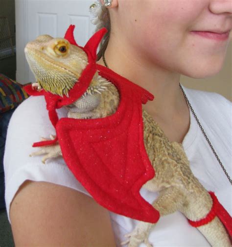 Sarah's Bearded Dragon Rescue: My Shoulder Angel and Shoulder Devil