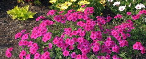 Annual Phlox Hybrid Phlox Phlox Intensia Neon Pink