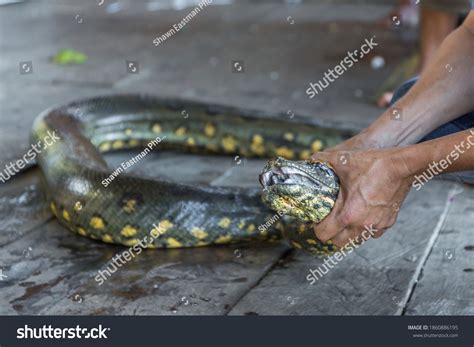 Green Anaconda Snake Known Giant Common Stock Photo 1860886195 ...