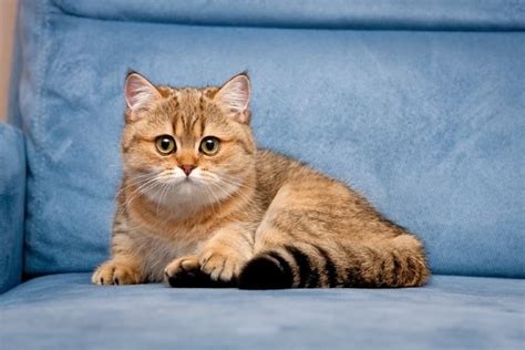 Golden British Shorthair Cat Info Pictures Facts And History Catster