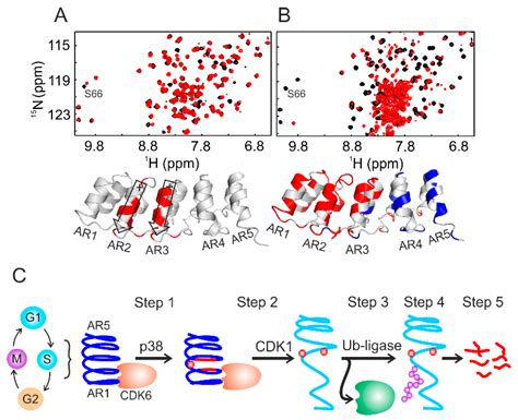 Protein Nmr Spectroscopy