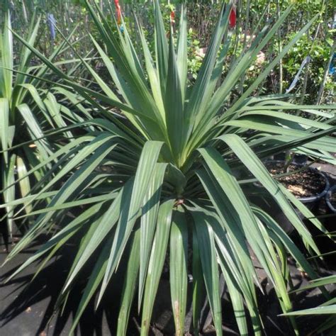 Palmlelie Yucca Gloriosa