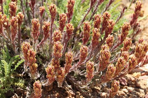 Castilleja Cinerea Bloom San Bernardino Mtns 061423 Stock Image