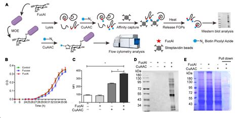 Figure 1 From Comparative Proteomic Analysis Of Fucosylated