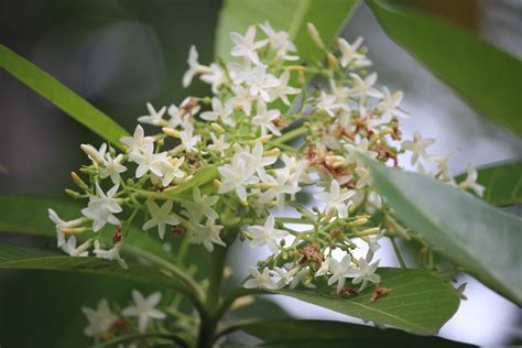 Flora Of Sri Lanka