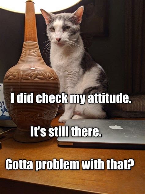 funny cat memes  hilarious captions enlightened cat meme cat
