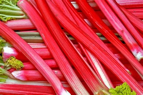 Crimson Cherry Rhubarb Large Bare Root Crown Cloud Mountain Farm