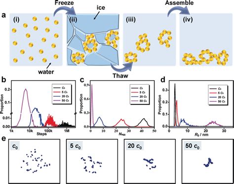 Proposed Mechanisms Of The Freeze Thaw Directed Gelation Process A