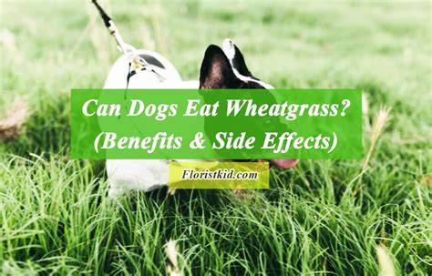 Can Dogs Eat Wheatgrass Benefits And Side Effects