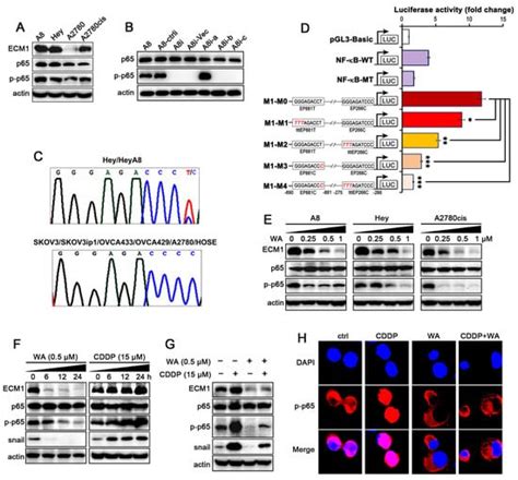 Nutrients Free Full Text Wentilactone A Reverses the NF κB ECM1