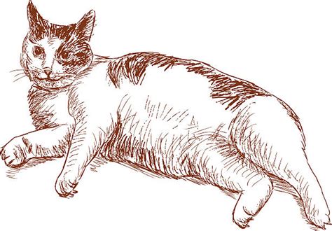 Lazy Cat Clip Art Vector Images And Illustrations Istock