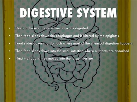 Digestive And Urinary Systems by Eric Hoffer