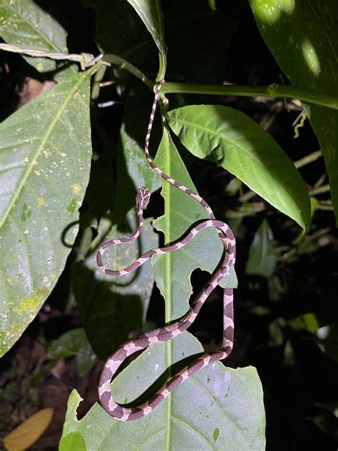 Common Blunt Headed Tree Snake From Tarapoto Departamento De San