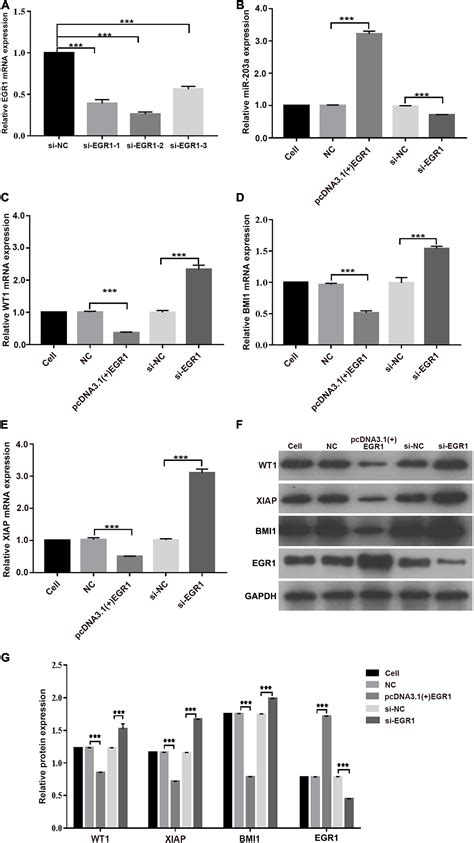 Frontiers The MiR 203a Regulatory Network Affects The Proliferation