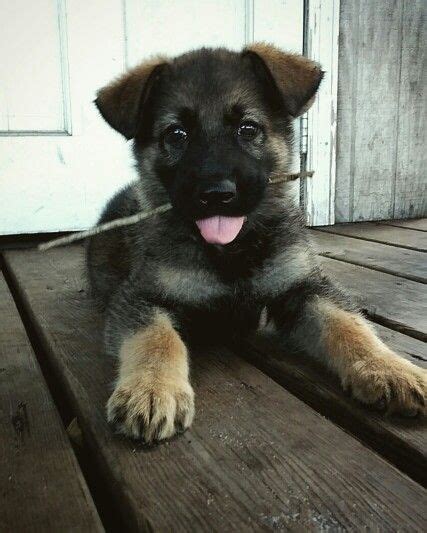 Pictures Of 7 Week Old German Shepherd Puppies