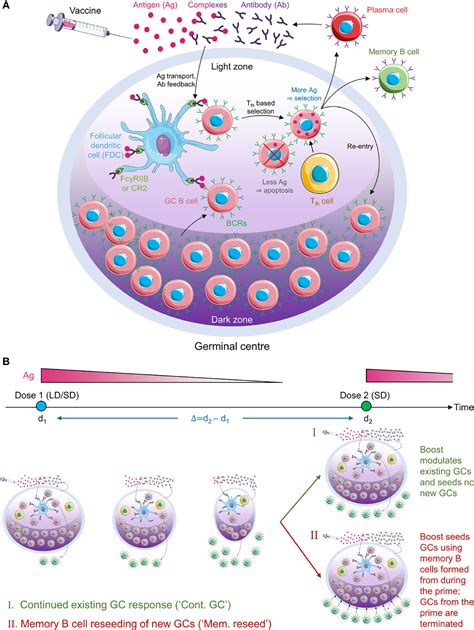 Frontiers Increased B Cell Selection Stringency In Germinal Centers