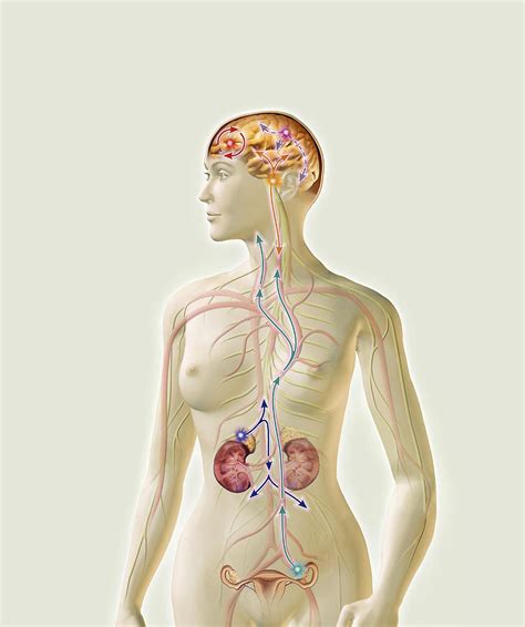 Female Hormone System Photograph by Claus Lunau - Pixels