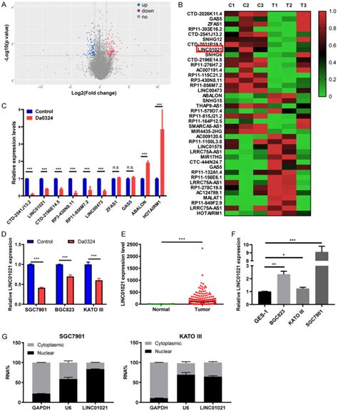 Downregulation Of Linc01021 By Curcumin Analog Da0324 Inhibits Gastric