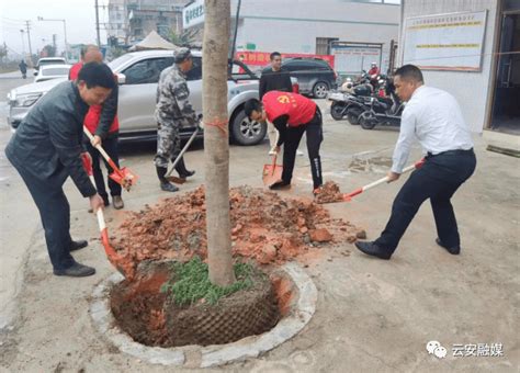 都杨：植树添新绿，绘就绿色生态新底色活动美乡村文明