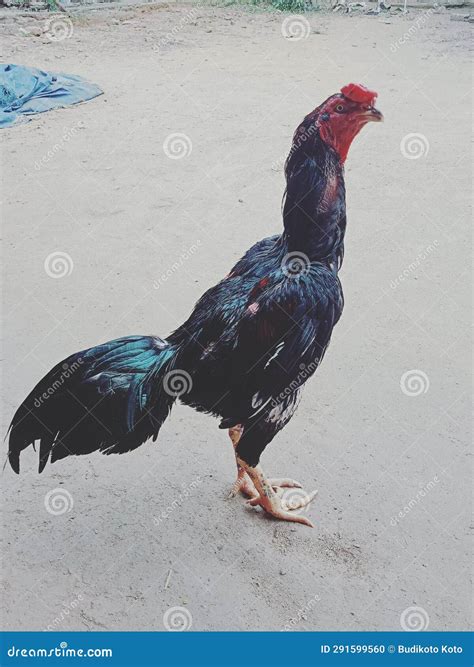 rooster stock photo image  male typical chicken