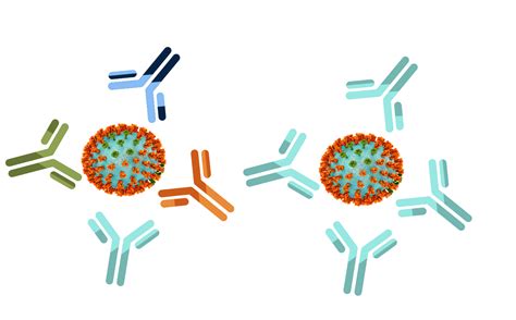 Anticuerpos A Medida Monoclonales O Policlonales Abyntek Biopharma