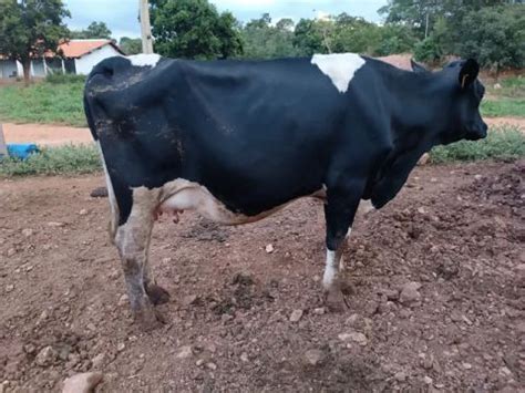 Vacas E Novilhas Animais Para Agropecu Ria No Brasil