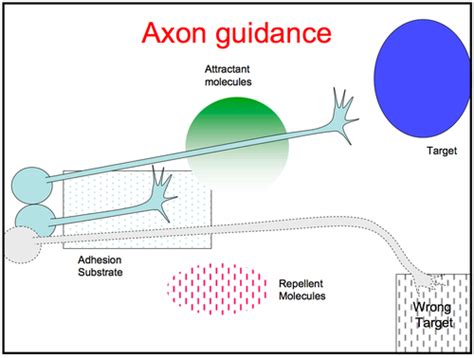 Axonal Outgrowth And Synapse Formation In The Developing Nervous System