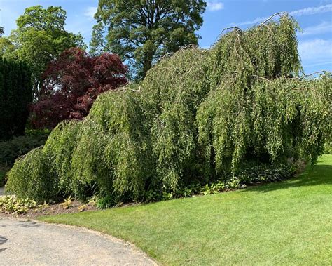 Betula Pendula Gardensonline