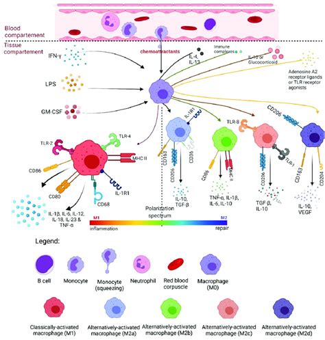 Macrophage polarization | Download Scientific Diagram