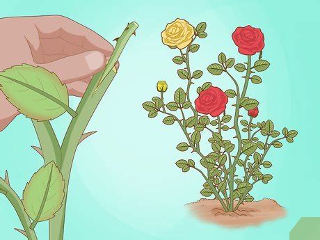 3 Ways to Grow Hybrid Plants - wikiHow