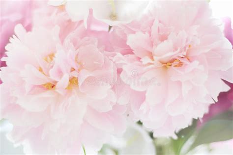 Fresh Peony Flower Bouquet Beautiful Pink Flowers Still Life Stock