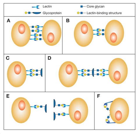 Figure 26 1 From Chapter 26 Discovery And Classification Of Glycan