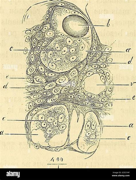 Manuel D Histologie Experimentale Nous Lavons Vu On Observe Au