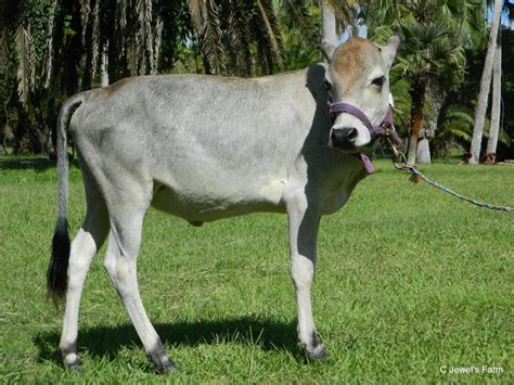 Miniature Zebu Cattle