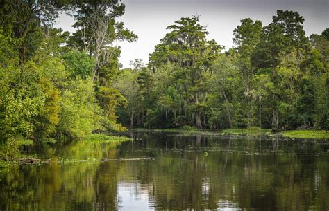 Swamp landscape in Louisiana image - Free stock photo - Public Domain ...