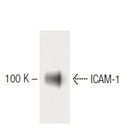 Icam Antibody Scbt Santa Cruz Biotechnology